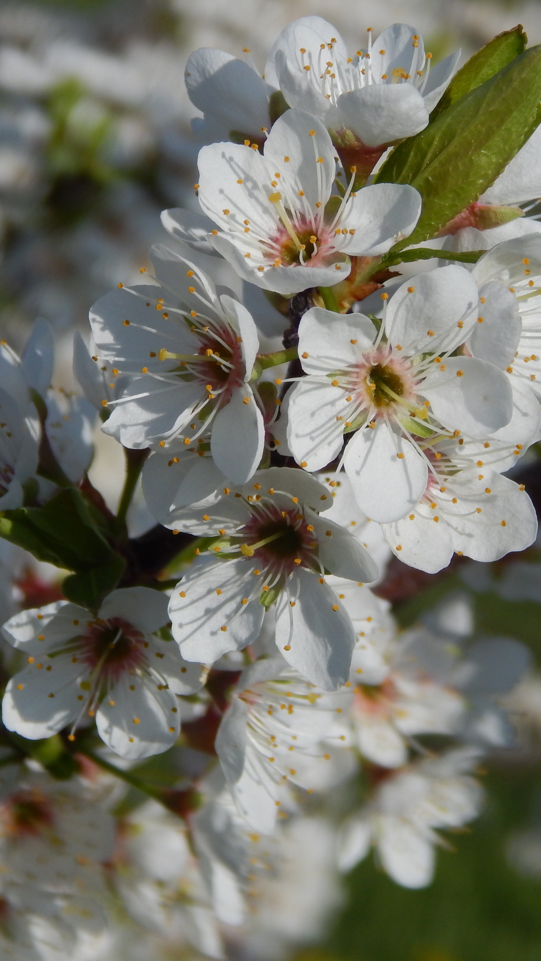 fleur de cerises griotte