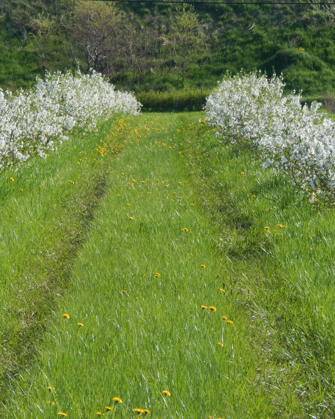 Verger de cerisier en fleur