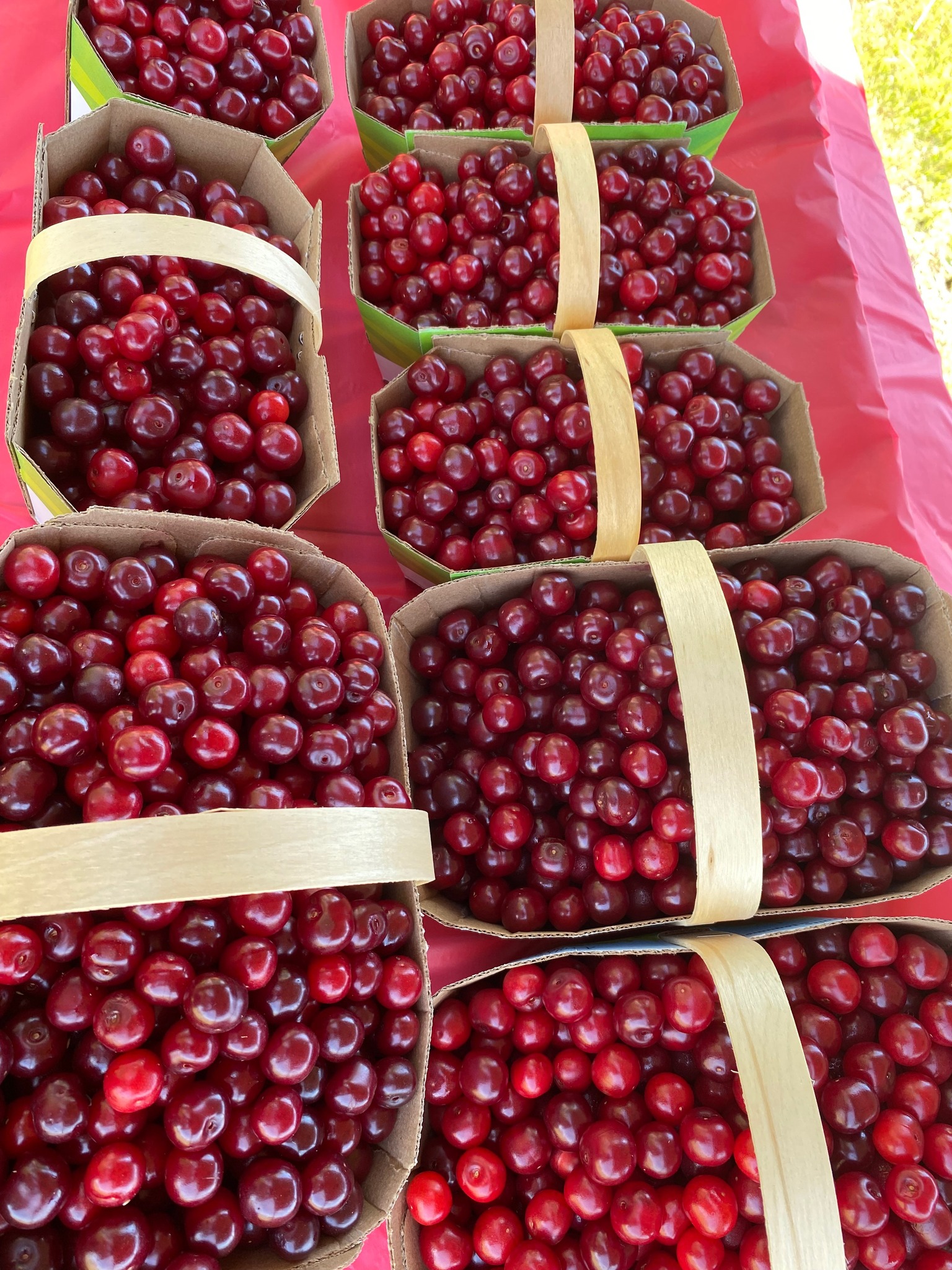 Paniers de cerises griottes fraîchement ceuillies