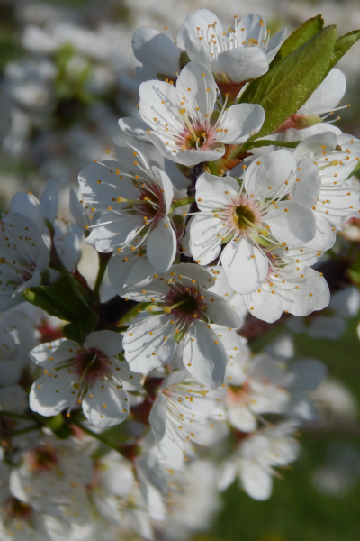 Verger de cerisier en fleur