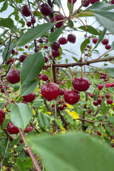 Paniers de cerises griottes fraîchement ceuillies